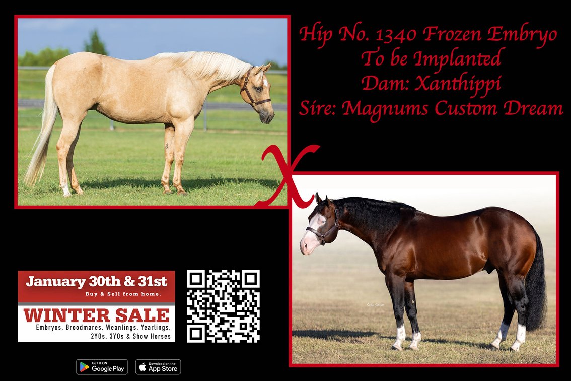 Frozen Embryo (Magnums Custom Dream x Xanthippi)