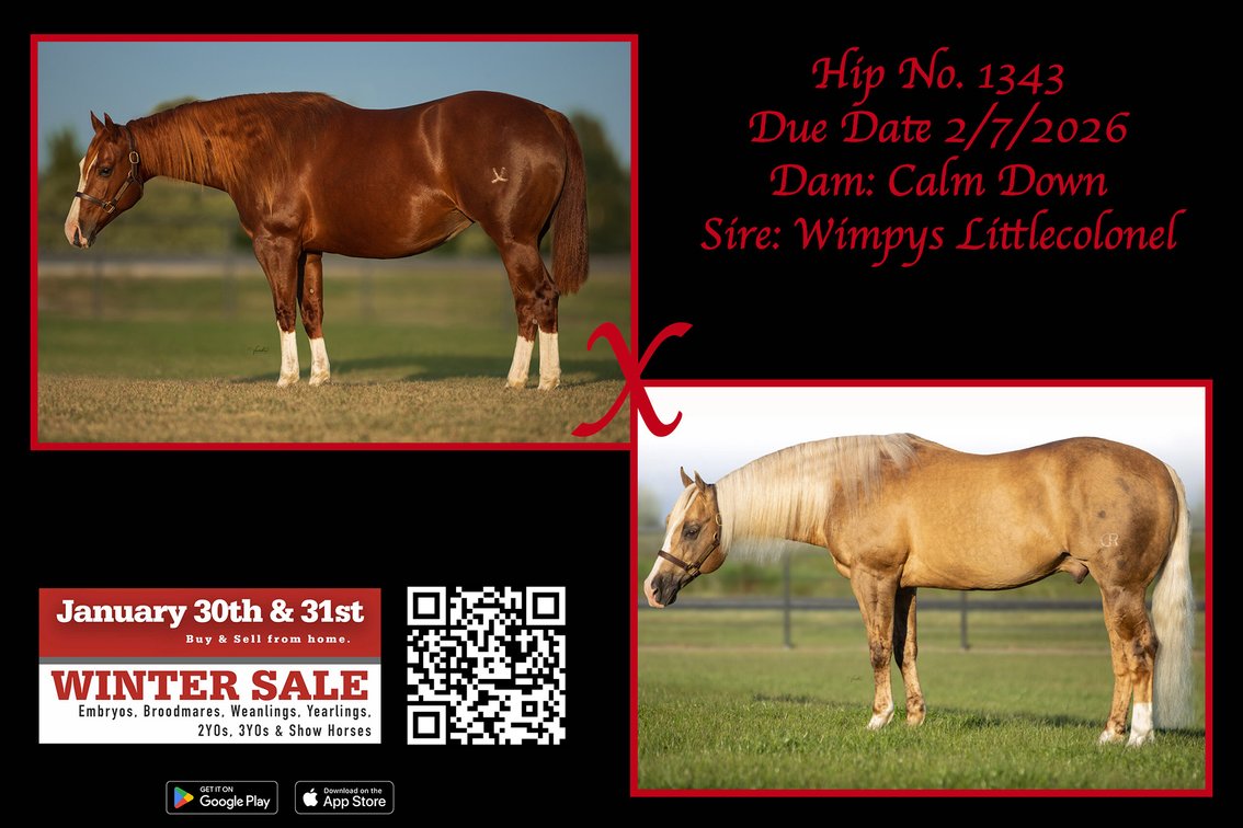 2026 embryo (Wimpys Littlecolonel x Calm Down)