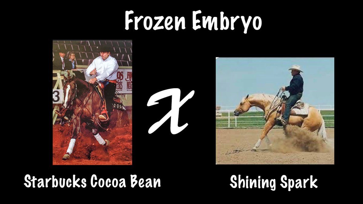 Frozen Embryo (Shining Spark x Starbucks Cocoa Bean)