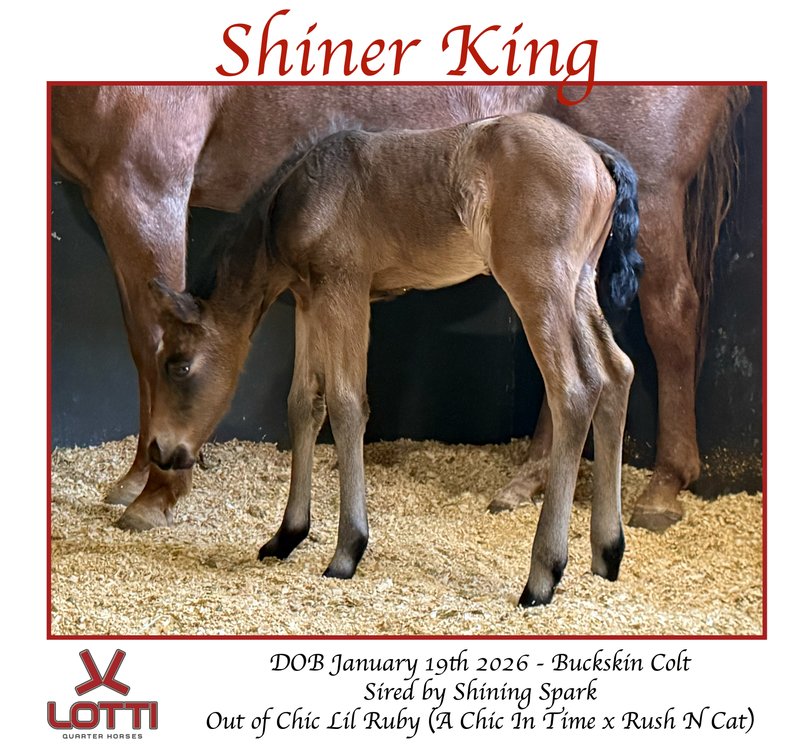 Shiner King - Pending