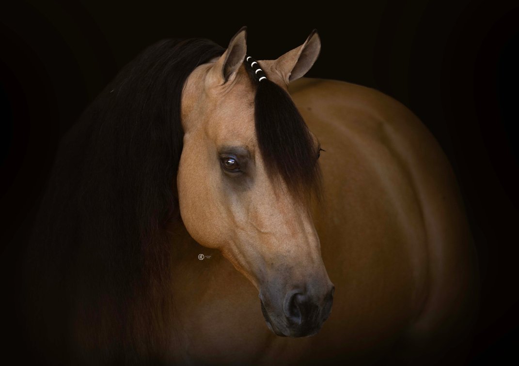 Frozen Embryo (SG Frozen Enterprize x Diamondz N The Maken)