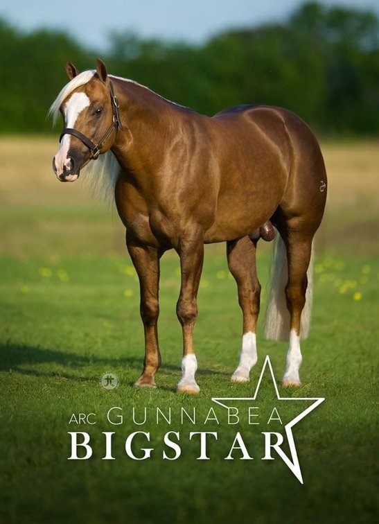 Frozen Embryo (ARC Gunnabeabigstar x Walla Whizinicki)