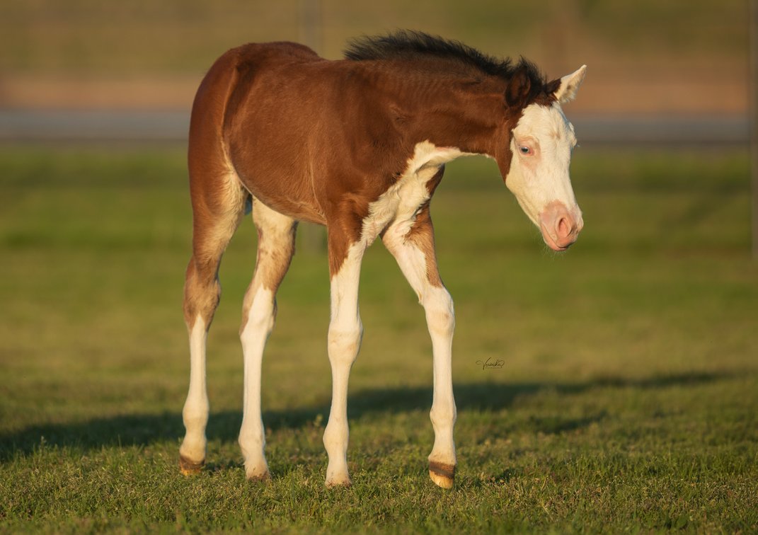 2026 filly (Magnums Custom Dream x Spooks Queen)