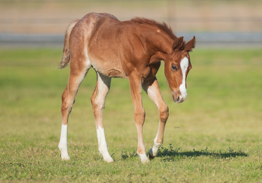 2026 colt (Metallic Cat x Flo N Shine)