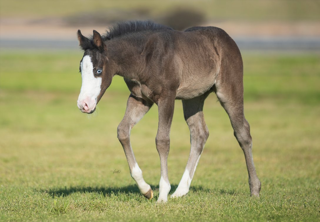 2026 filly (Wimpys Littlecolonel x Lil Codette)
