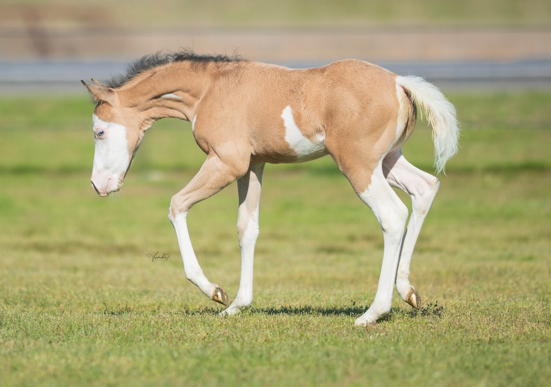2026 colt (Spooks Gotta Spark x Gunnarushya)