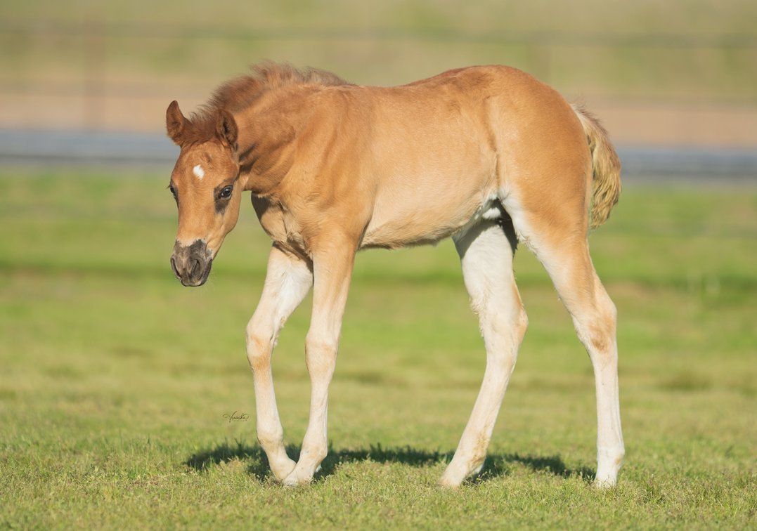 2026 filly (Spooks Gotta Spark x UB Amazingness)