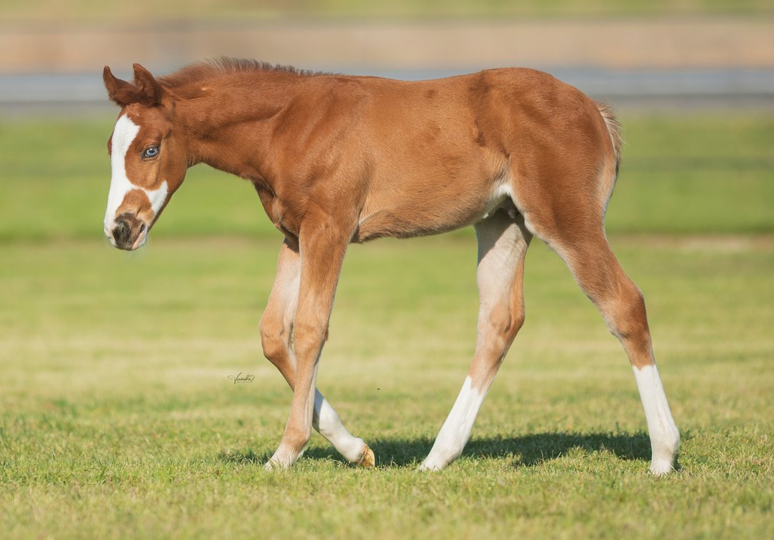 2026 colt (Spooks Gotta Spark/Lil Codette)