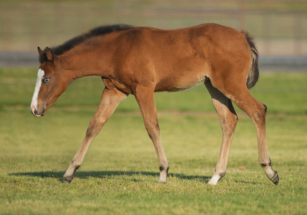 2026 filly (Spooks Gotta Spark x Gunnarushya)