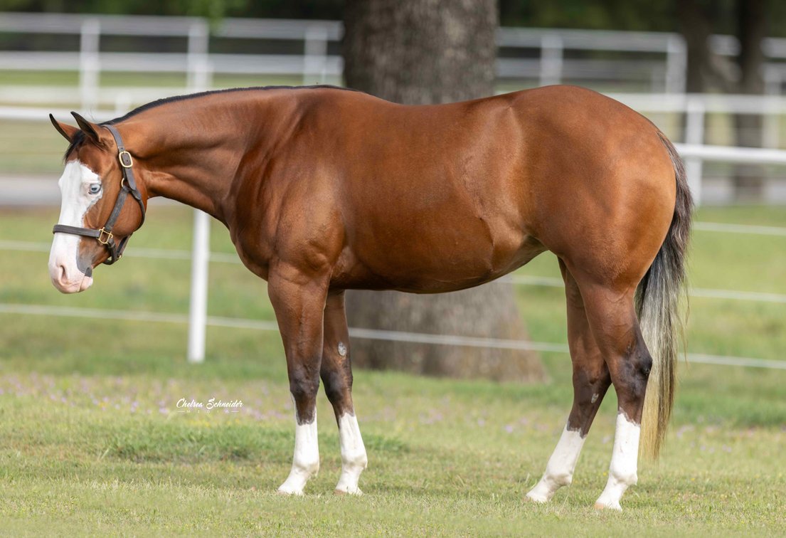 Spooks Painted Lady (AQHA)CR Spookspaintedlady (APHA)