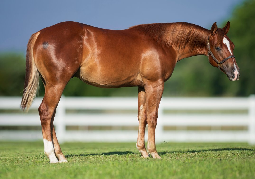 2025 colt (Shining Spark x Madeof Pure Spangled)