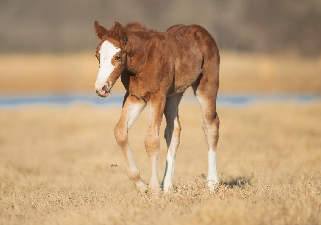 2026 Sorrel Filly (Inferno Sixty Six x Mizz Me More)