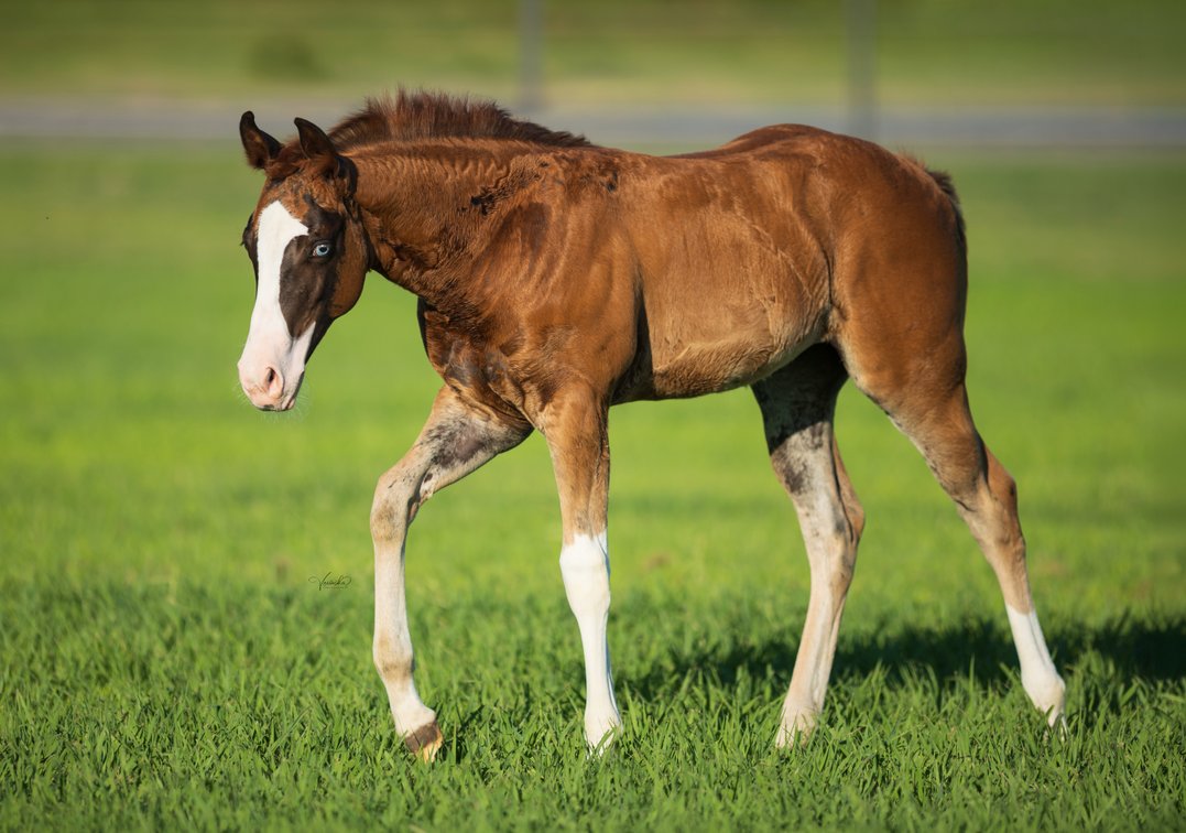 2026 Sorrel Filly (Smoking Trash x Chexable Chex)