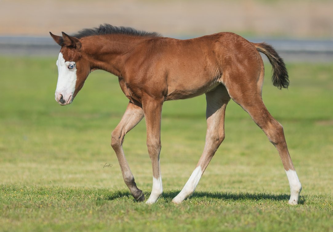 2026 filly (Magnums Custom Dream x Gunnarushya)