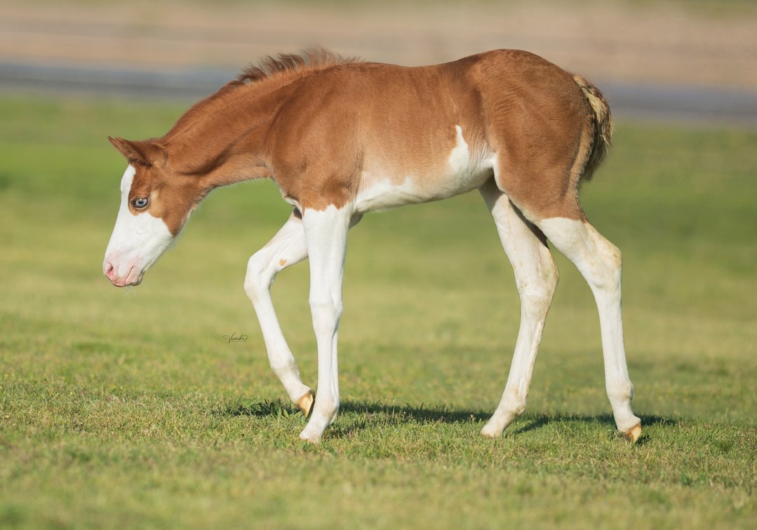 2026 filly (Tricked Out Spook x Gunnarushya)