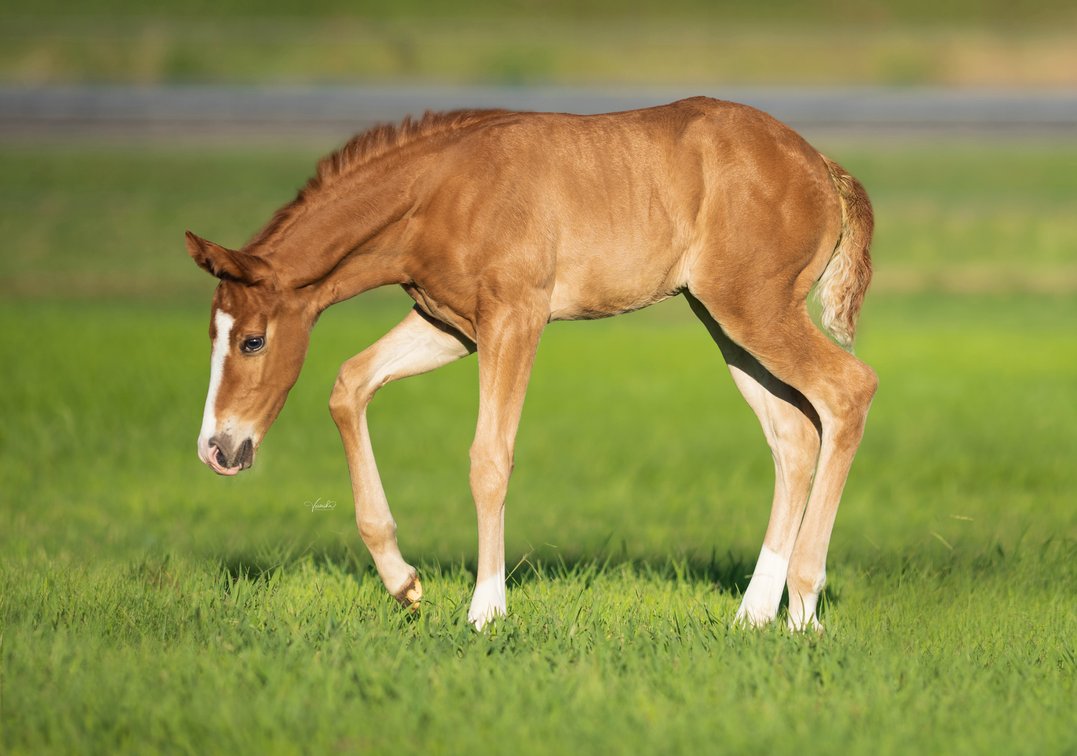 2026 Sorrel Colt (Colonels Smoking Gun "Gunner" x My Hollywood Girl)