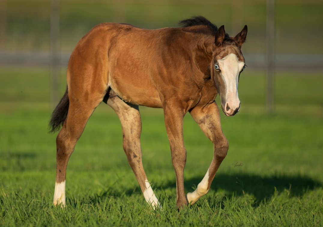 2026 Buckskin Colt (Modern Gun x Chic LIl Ruby)