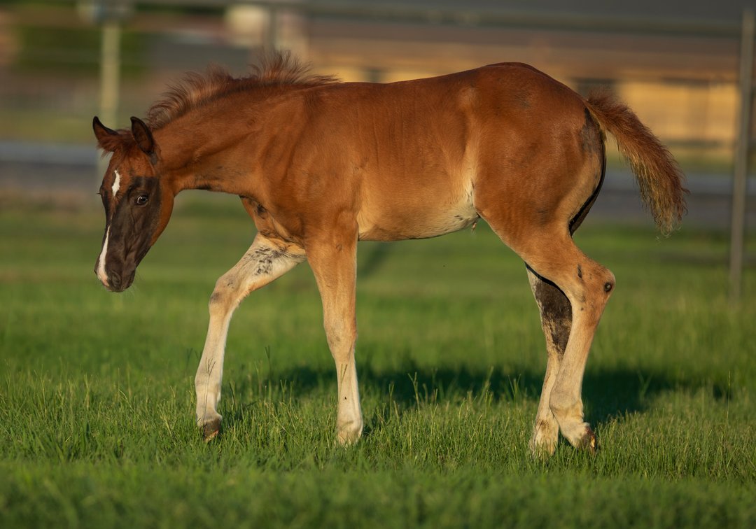 2026 Sorrel Filly (Spooks N Jewels x Stylish Gunner Chick)