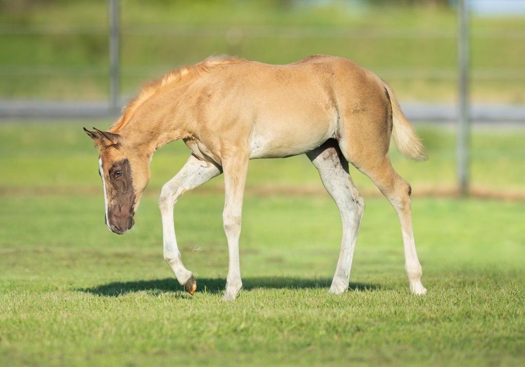 2026 Palomino Filly (Wimpys Littlecolonel x UB Electrifying)