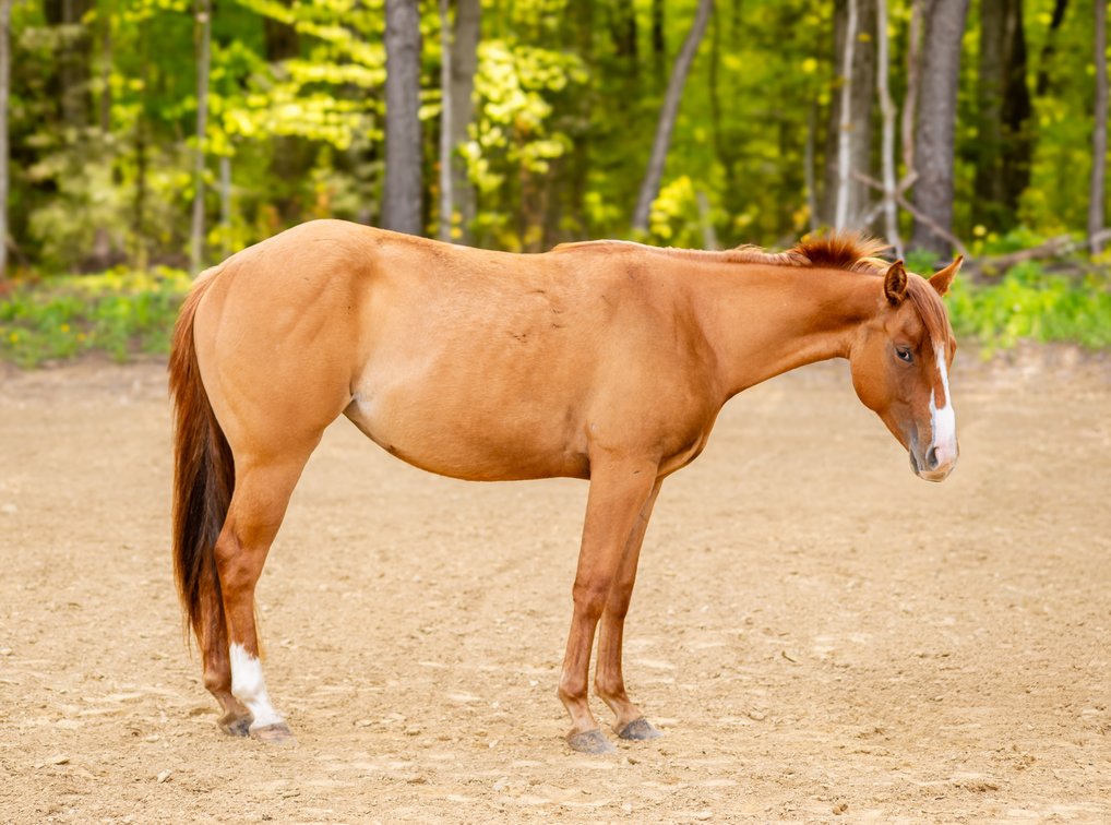 2024 mare (Ruf Lil Magnum x Jodies Sweet Deal)