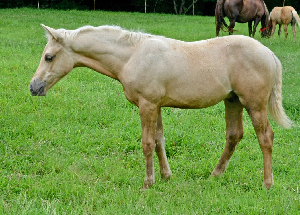 2026 Palomino Colt (Tricked Out Spook x Modern Artist)