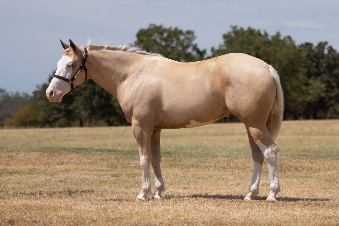 Pale Mahogany