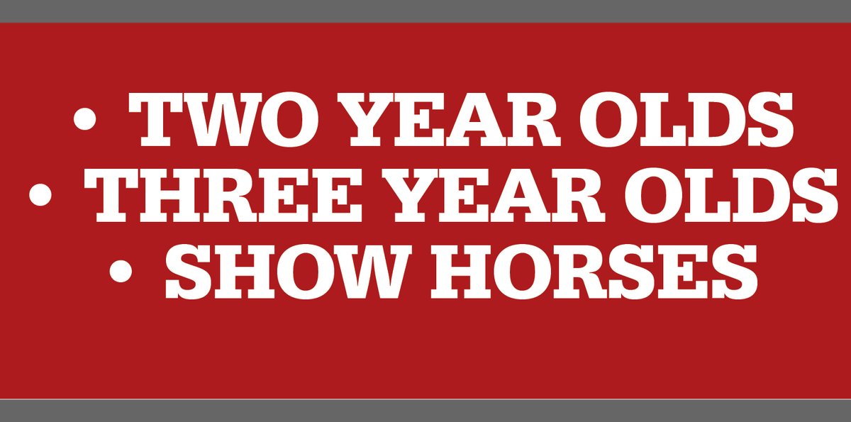 Two Year Olds - Three Year Olds - Show Horses