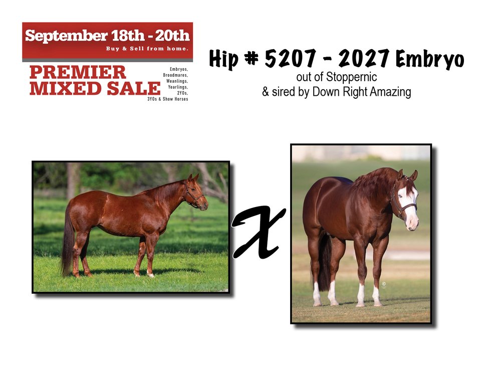 2027 Embryo (Down Right Amazing x Stoppernic)
