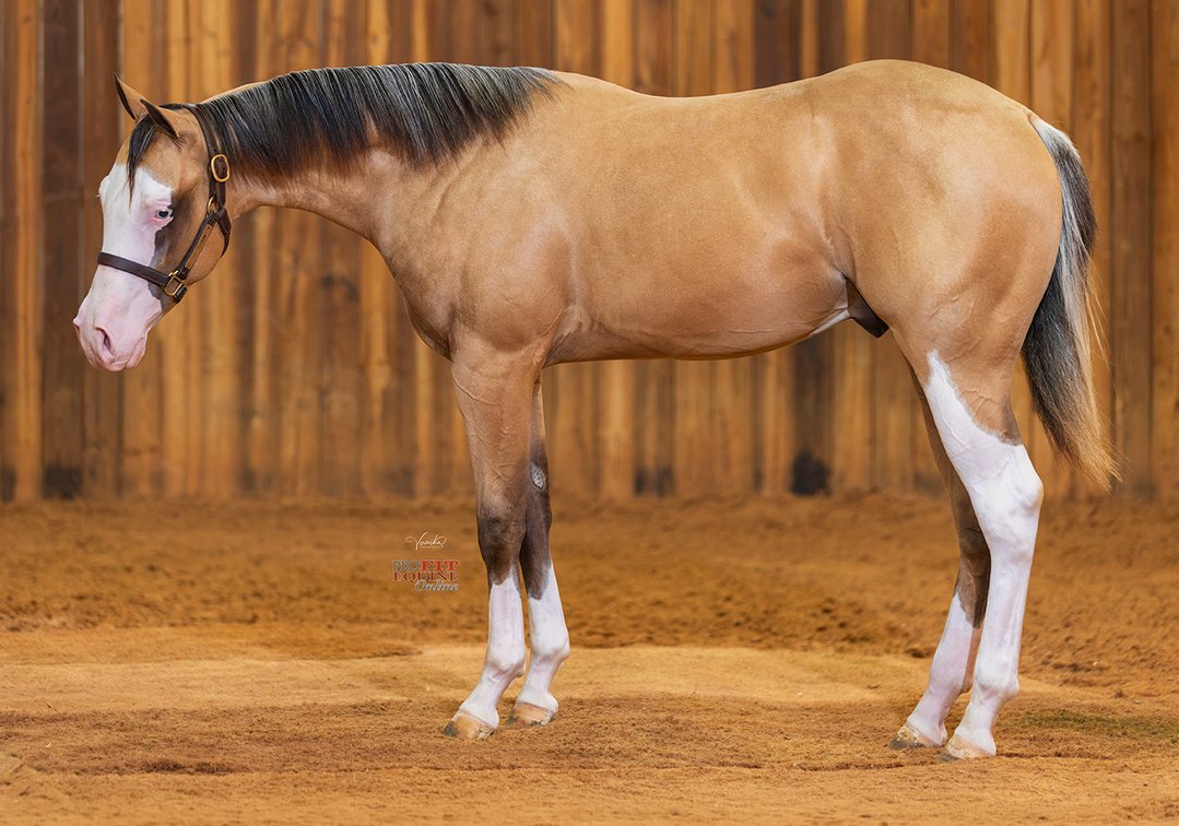 Gotta Sparkk (AQHA)  VQH Gotta Spark (APHA)