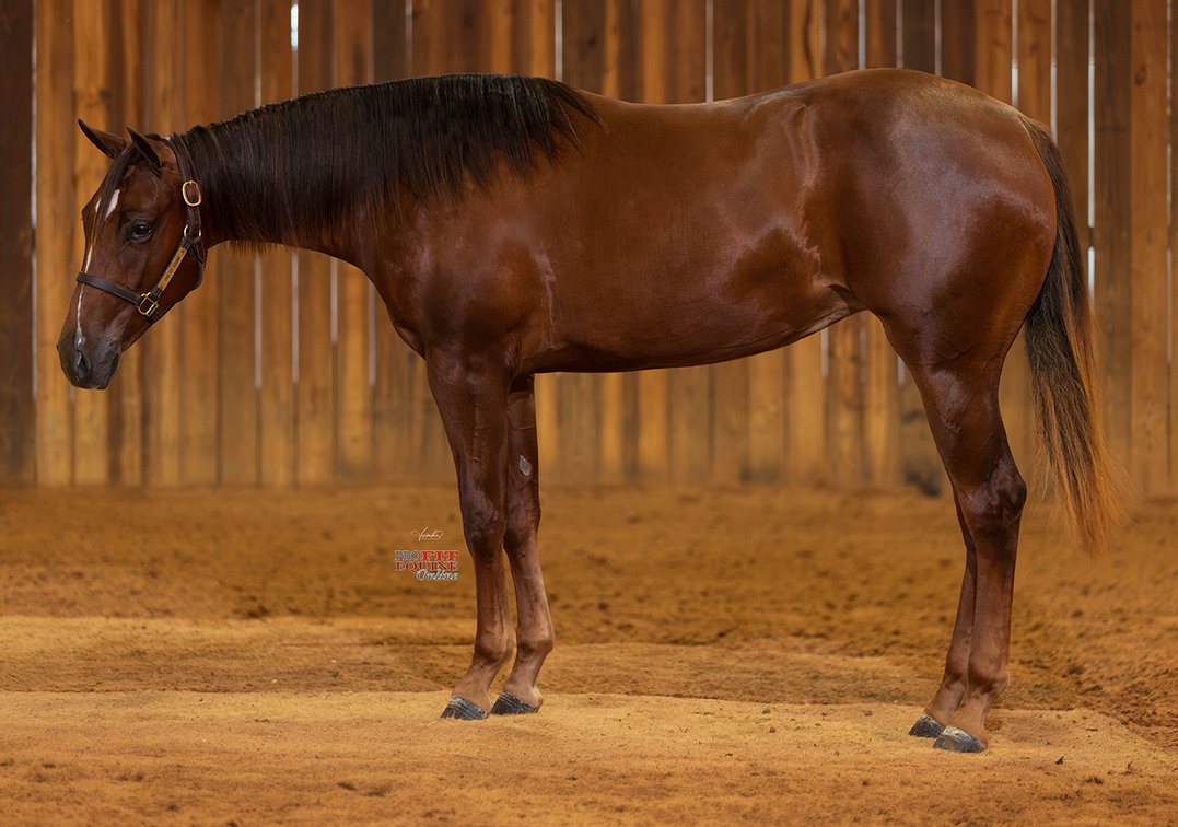 Freeedom Reins