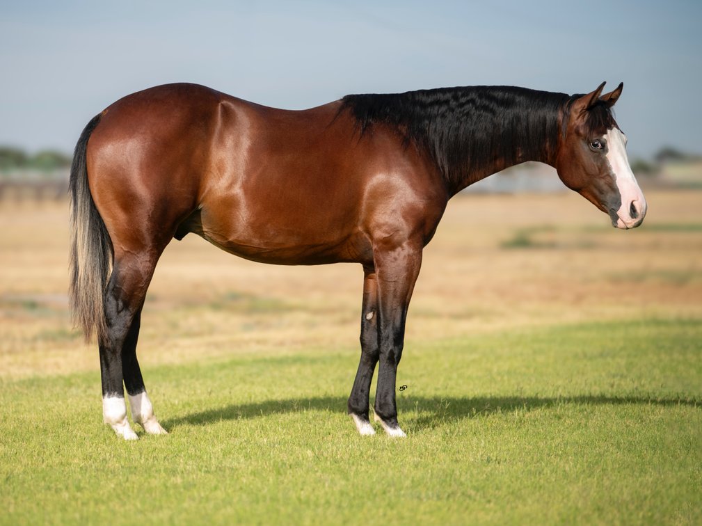 Shakinn Not Stirred (QH)HT Shaken Not Stirred (APHA)