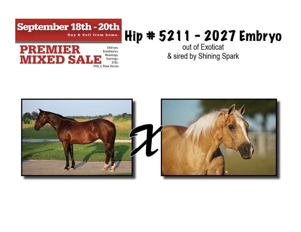 2027 Embryo (Shining Spark x Exoticat)
