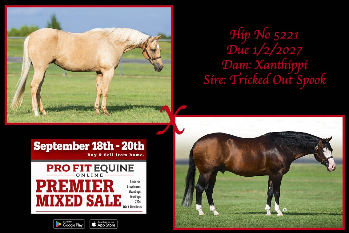 2027 Embryo (Tricked Out Spook x Xanthippi)