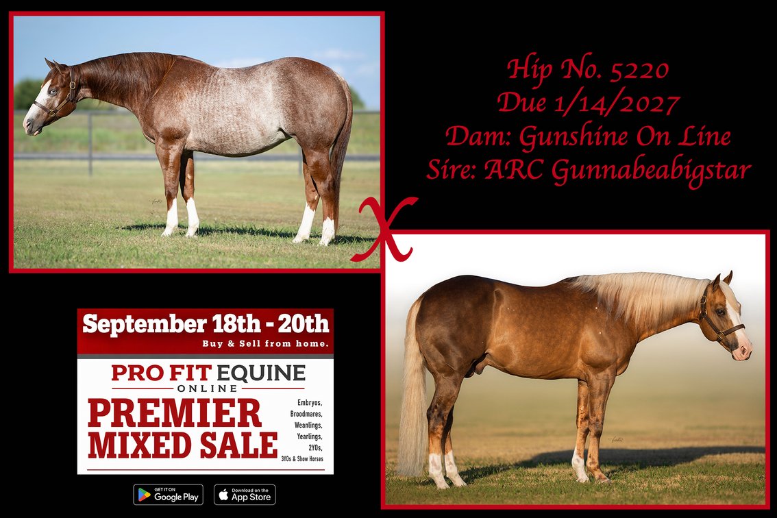 2027 Embryo (ARC Gunnabeabigstar x Gunshine On Line)