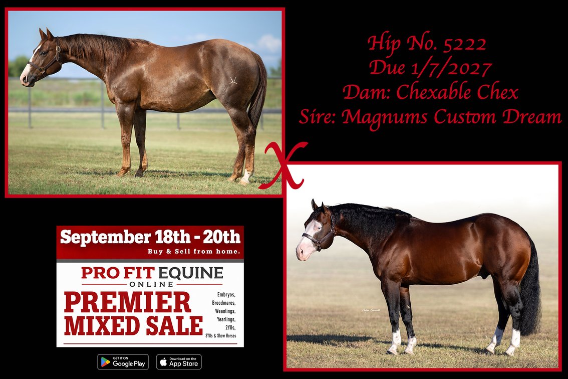2027 Embryo (Magnums Custom Dream x Chexable Chex)