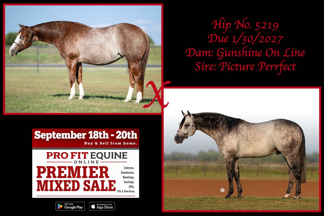 2027 Embryo (Picture Perrfect x Gunshine On Line)