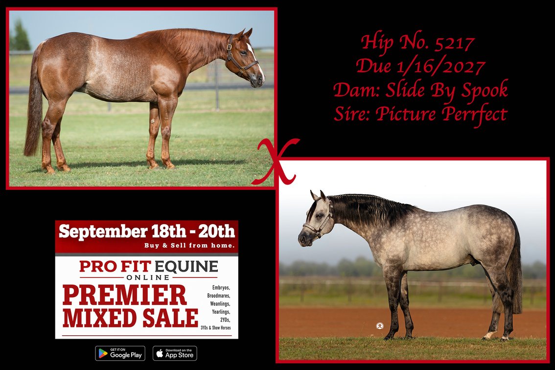 2027 Embryo (Picture Perrfect x Slide By Spook)