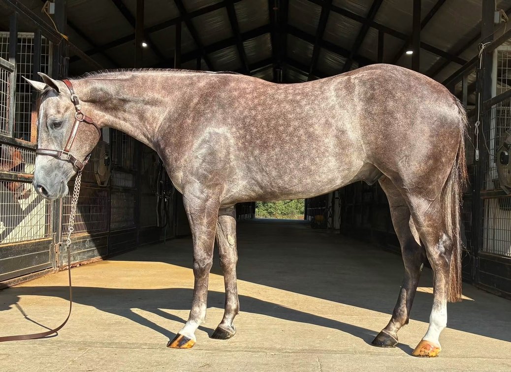 Gears N Roses (AQHA)Whoa Ver Loaded (APHA)
