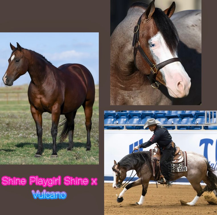 2027 Embryo (Vulcano x Shine Playgirl Shine)