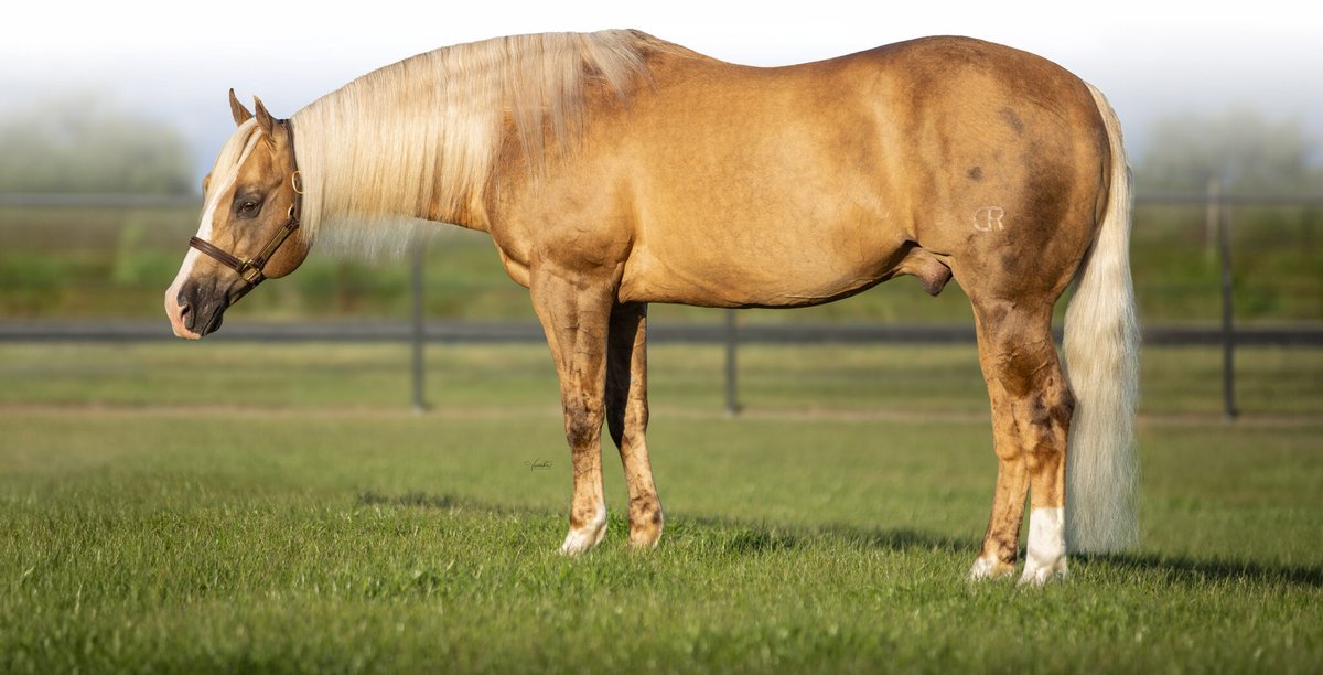 ONE Lifetime Breeding to WIMPYS LITTLECOLONEL