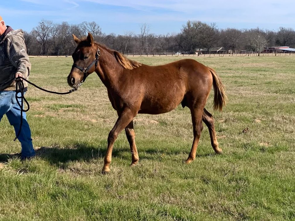 Pending - 2024 colt  (Gunner On Ice x Pocos Bonnie Burner)