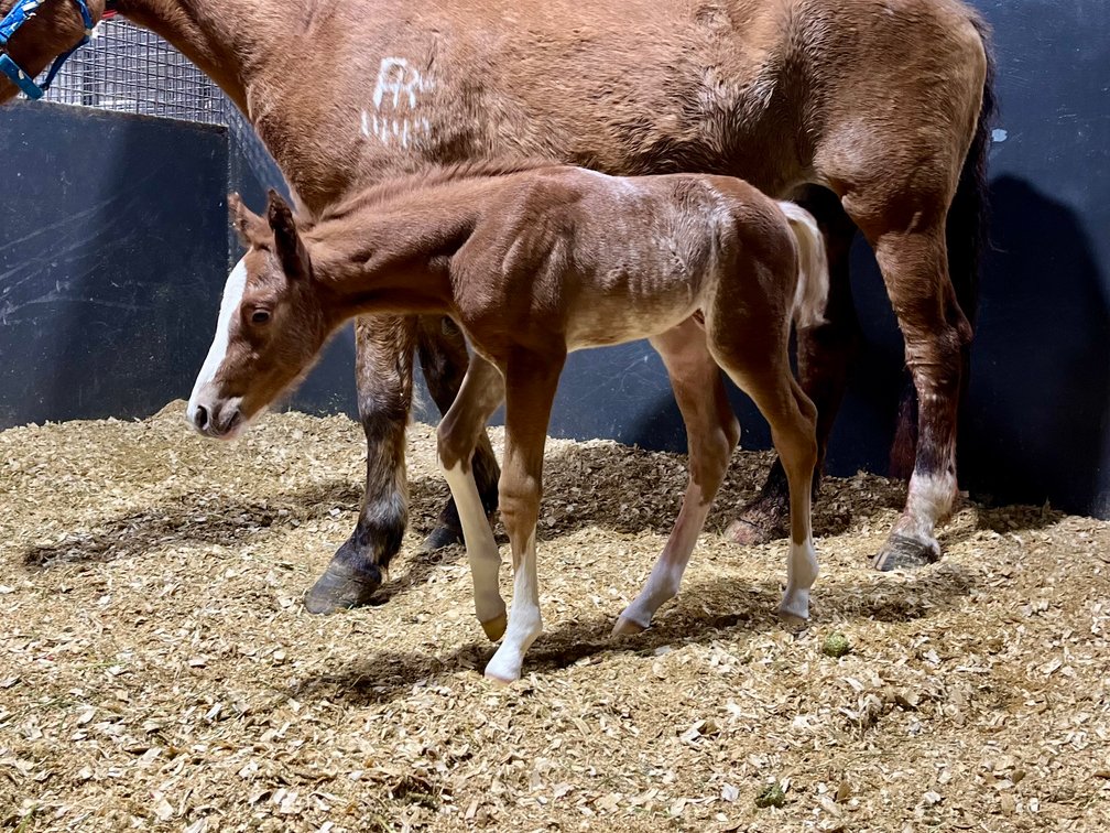 2025 Colt (Electric Code x Smooth As A Lady)