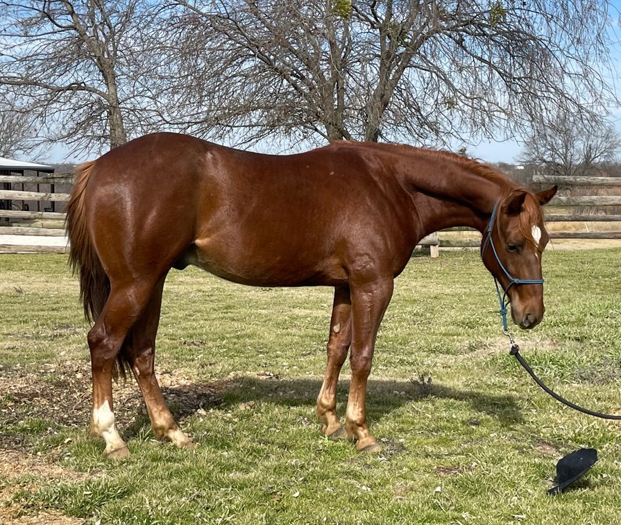 Pending - 2023 colt (Smart Spook x Custom Easy Breezy) 