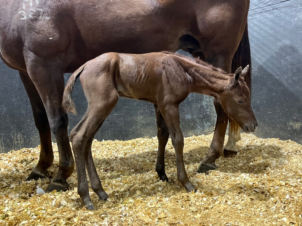 2025 Grey Filly (Electric Code x RushFor Whizkey)