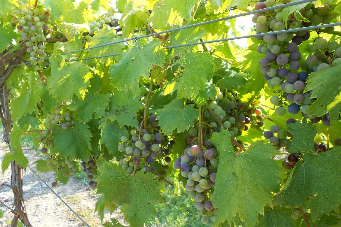Image for Mastropietro Winery