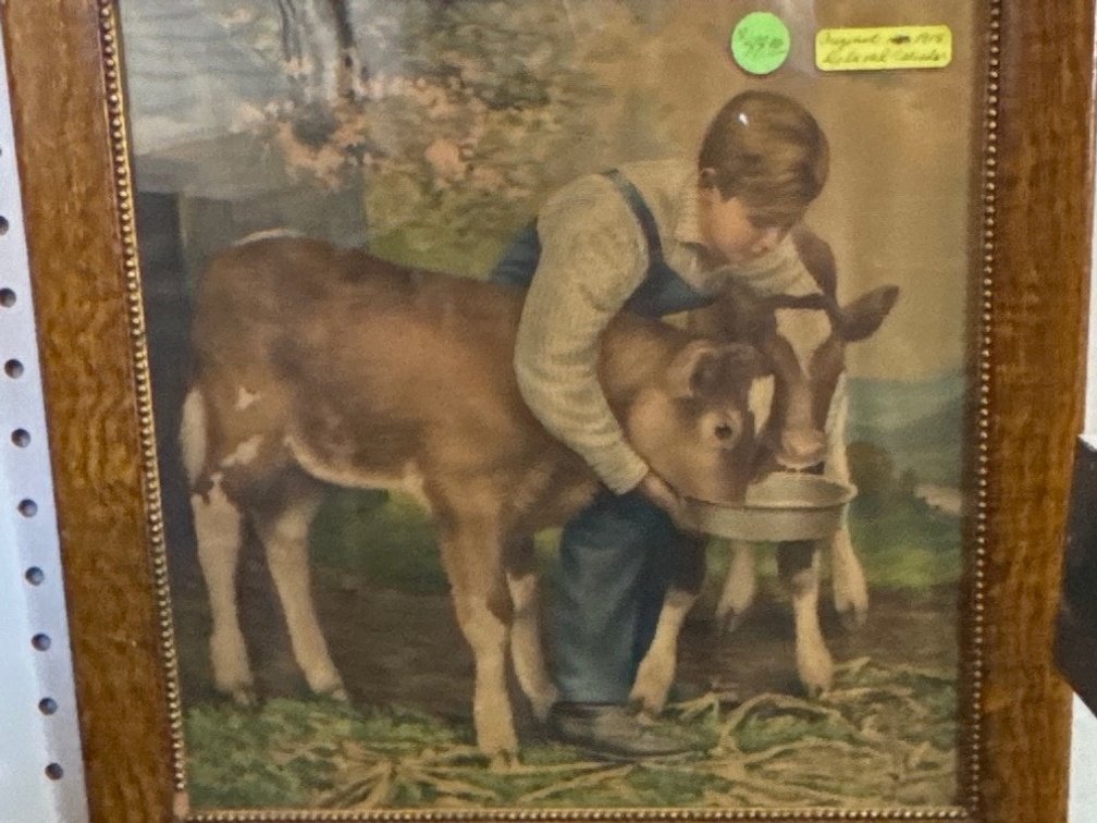 Framed Print of Boy Feeding Calves