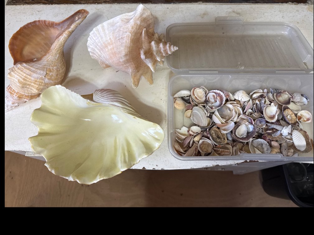 Large Sea Shells, Decorative Shell-Form Object, and Organizer Box of Small Shells