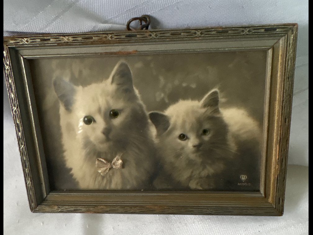 Framed Print of Two White Kittens