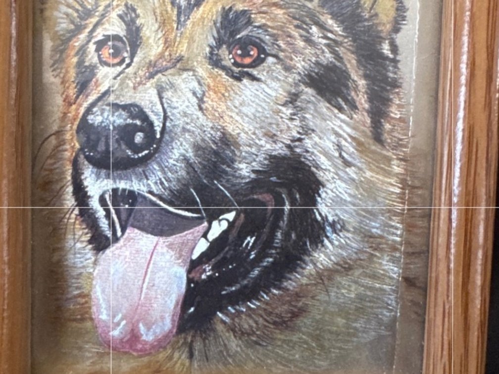 Framed German Shepherd Dog Portrait