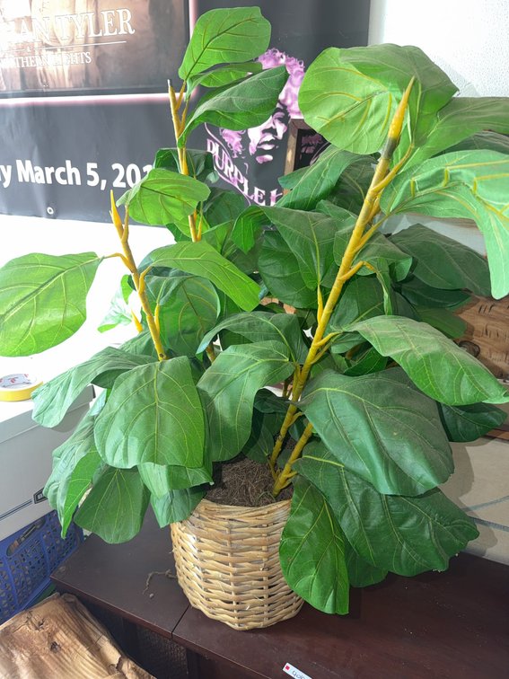 Artificial Fiddle Leaf Fig Plant in Woven Basket Planter